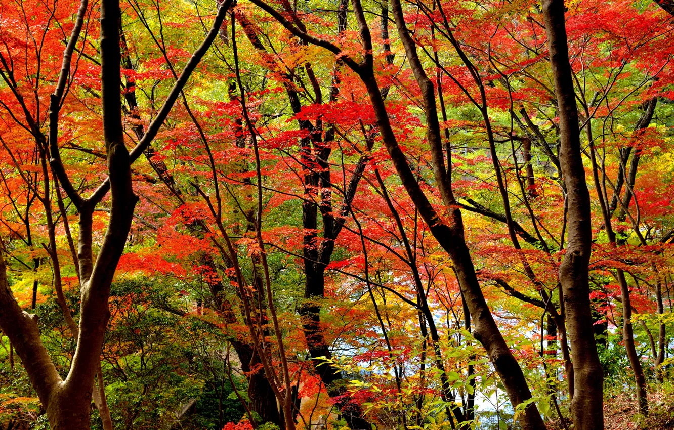 Photo wallpaper autumn, forest, leaves, trees, the crimson