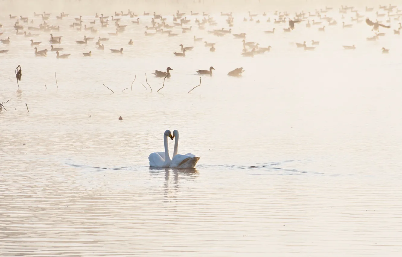 Photo wallpaper birds, lake, swans, Love you