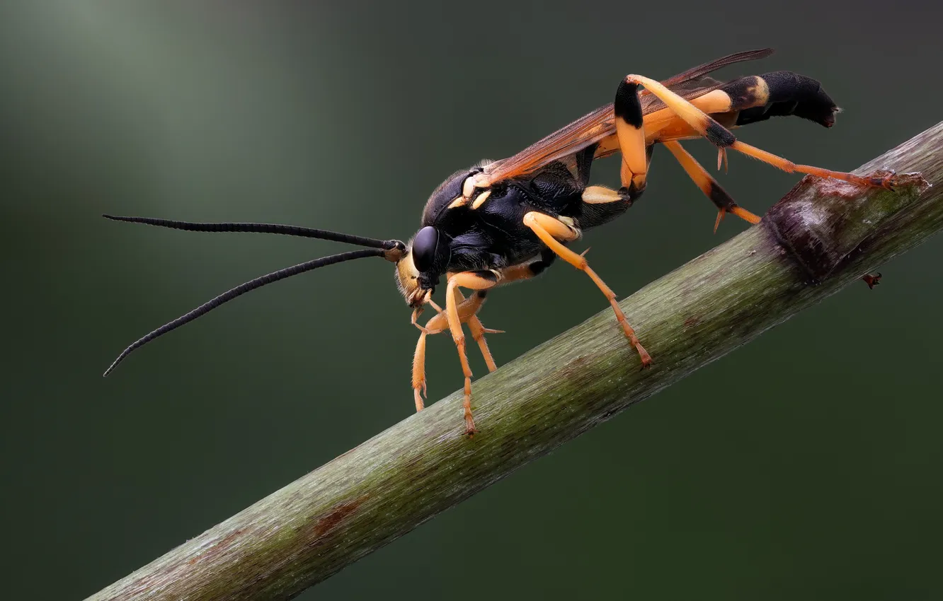 Photo wallpaper macro, OSA, insect, closeup