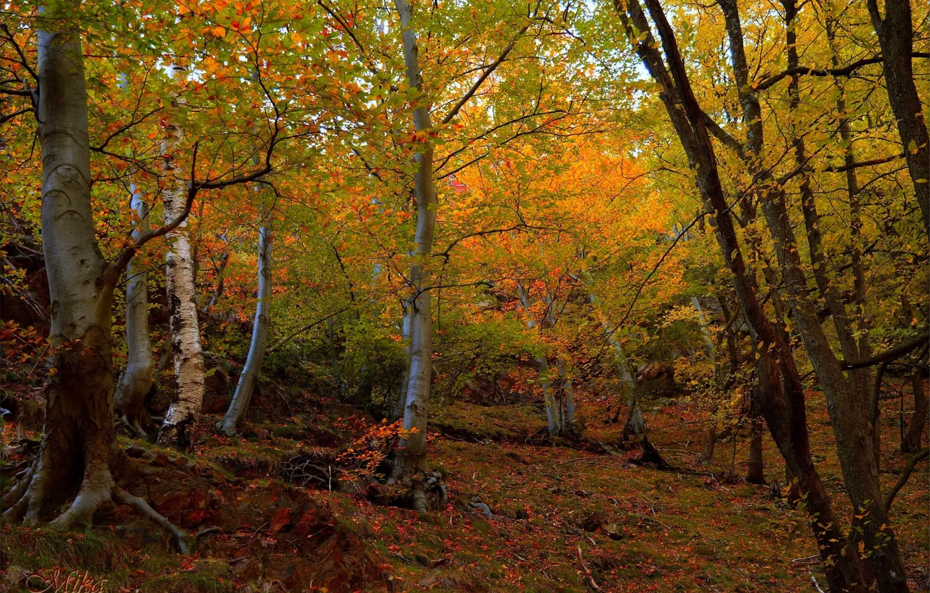 Photo wallpaper Autumn, Trees, Forest, Fall, Autumn, Forest, Trees