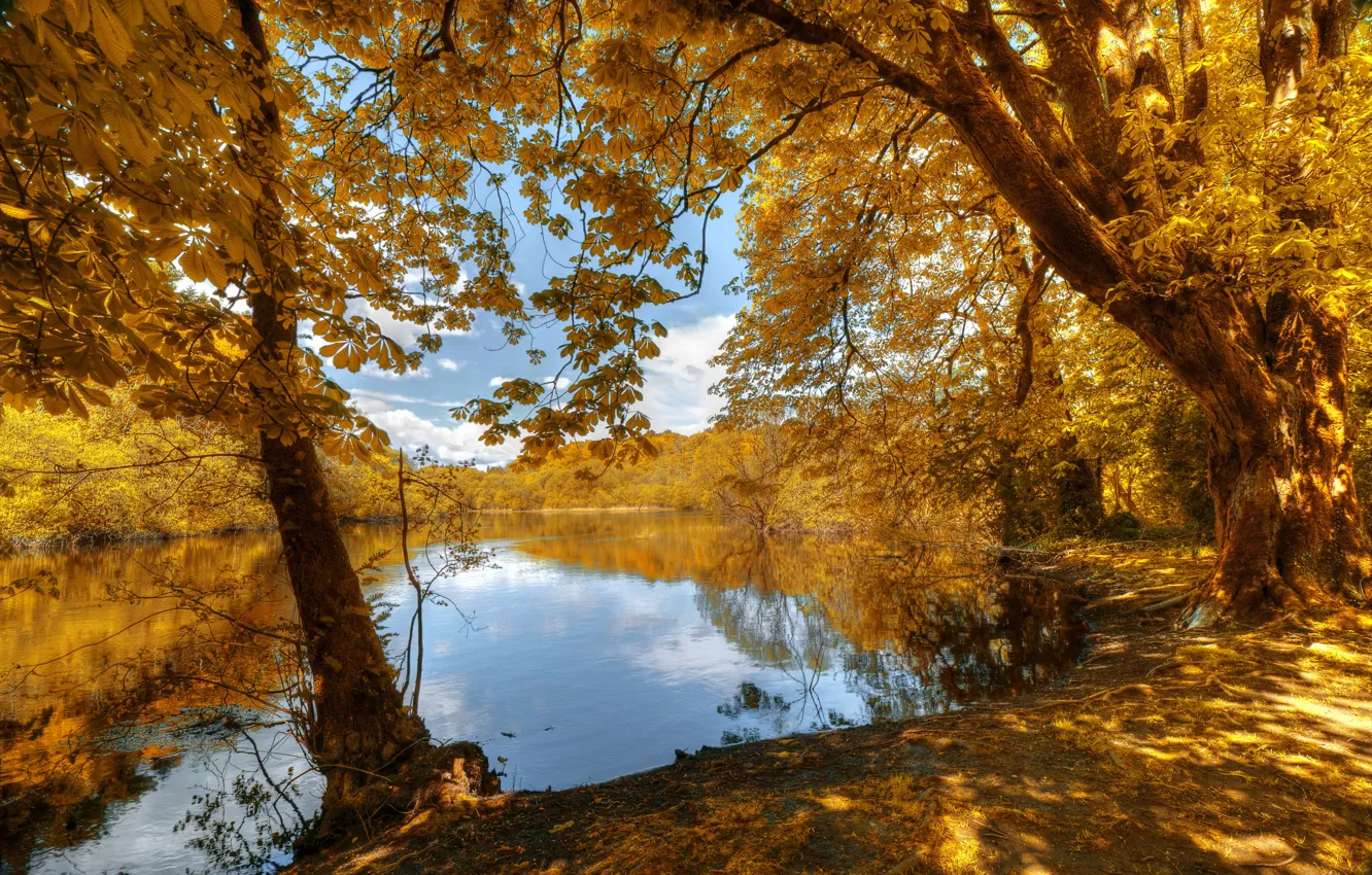 Photo wallpaper autumn, forest, leaves, trees, shore, yellow, river