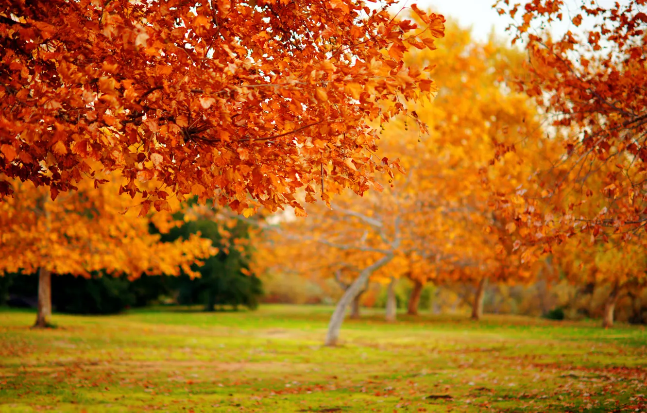 Photo wallpaper autumn, leaves, macro, trees, nature, tree, foliage, leaf