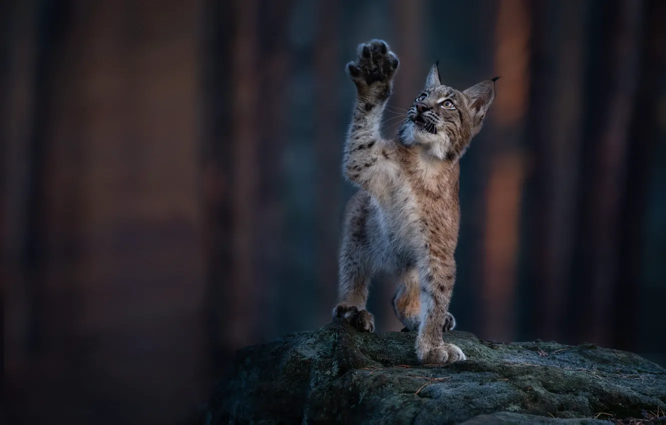 Photo wallpaper forest, pose, stone, paw, lynx, a small lynx