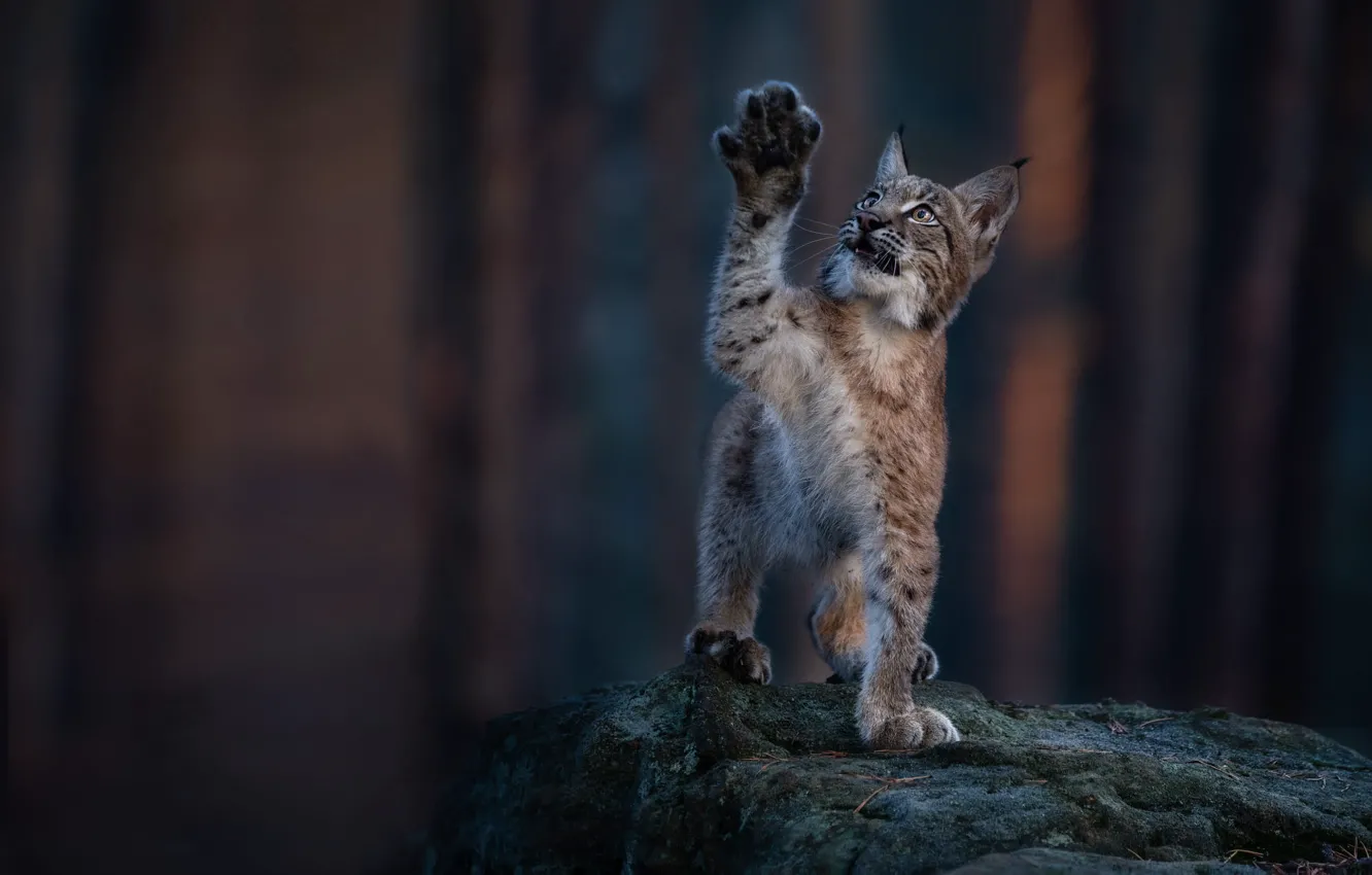 Photo wallpaper forest, pose, stones, paws, lynx, a small lynx