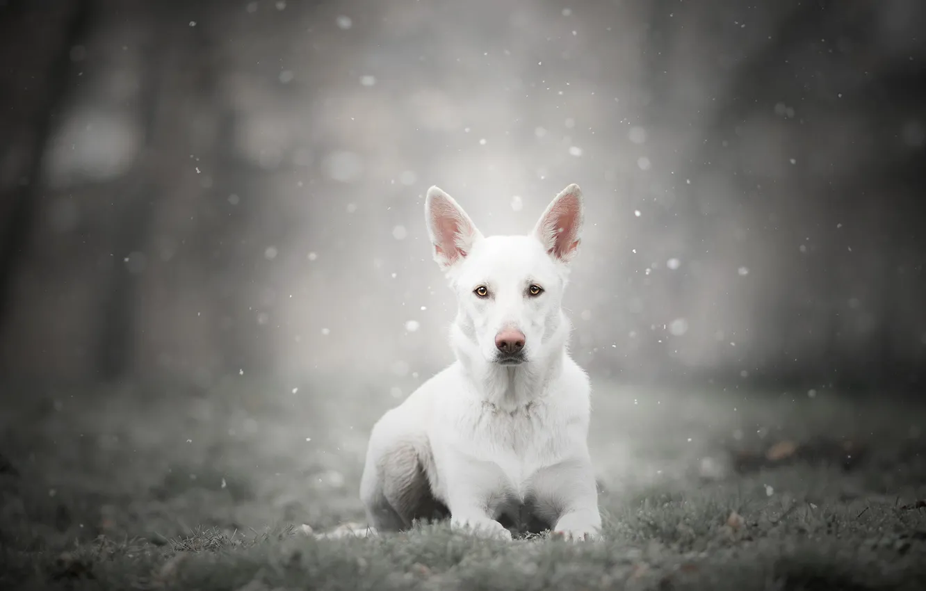 Photo wallpaper winter, frost, forest, white, grass, look, face, snow