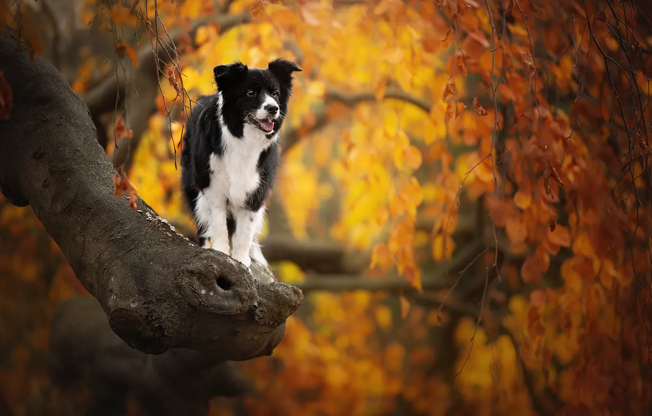 Photo wallpaper autumn, branches, tree, dog, bokeh