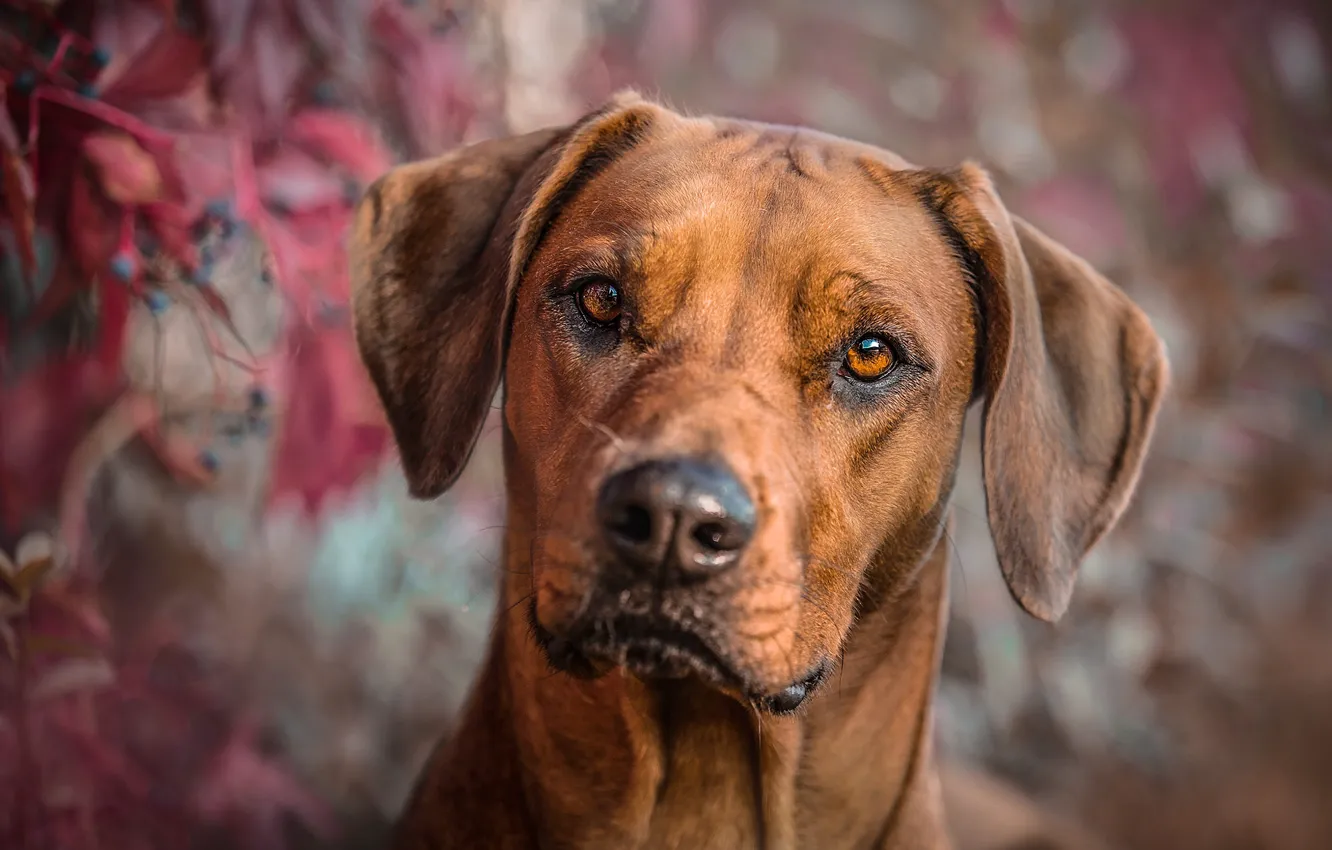 Photo wallpaper autumn, look, face, leaves, branches, berries, background, portrait