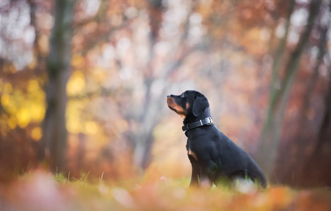 Photo wallpaper autumn, leaves, Park, foliage, dog, puppy, profile, sitting