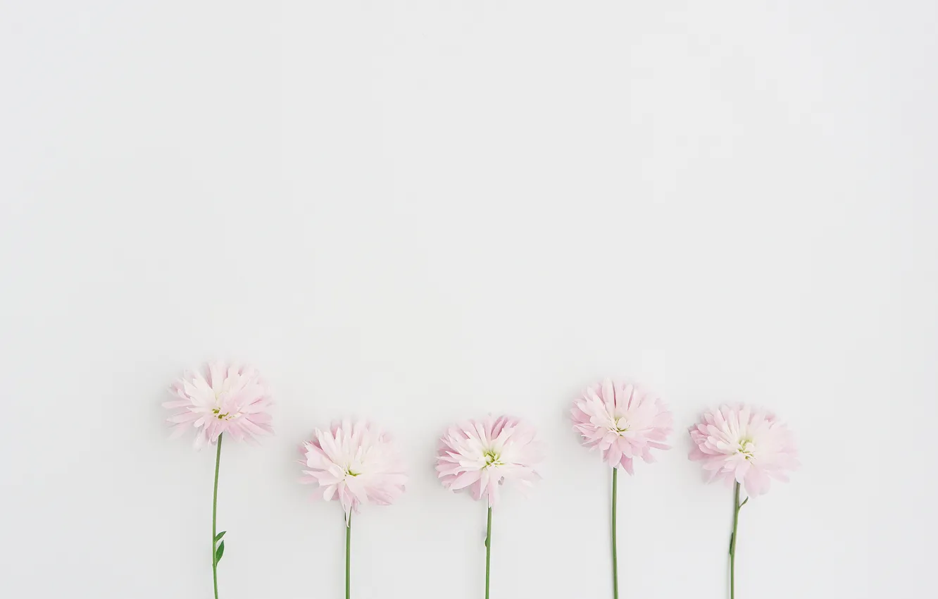 Photo wallpaper flowers, petals, pink, decoration, flover, petalas