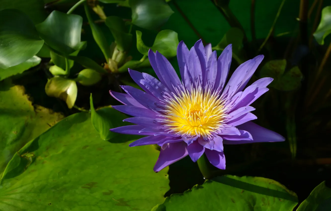Photo wallpaper greens, purple, summer, leaves, water, flowers, lake, pond