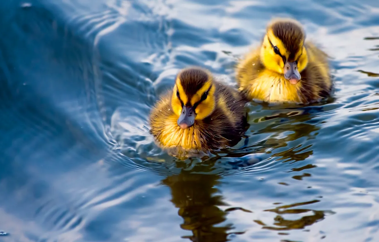 Photo wallpaper water, duck, a couple, ducklings, Chicks