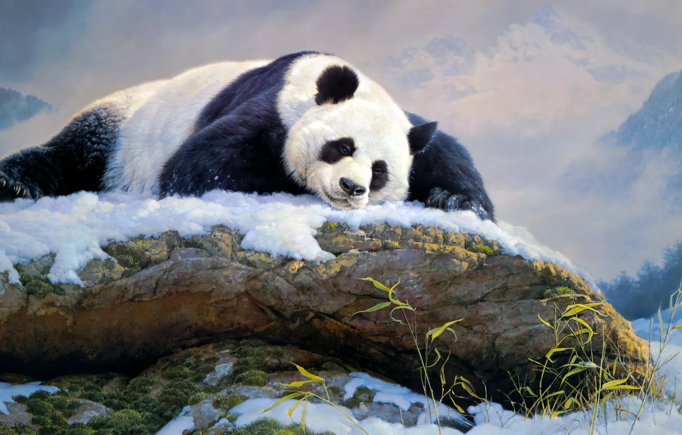 Photo wallpaper winter, snow, pose, stones, figure, sleep, picture, bear