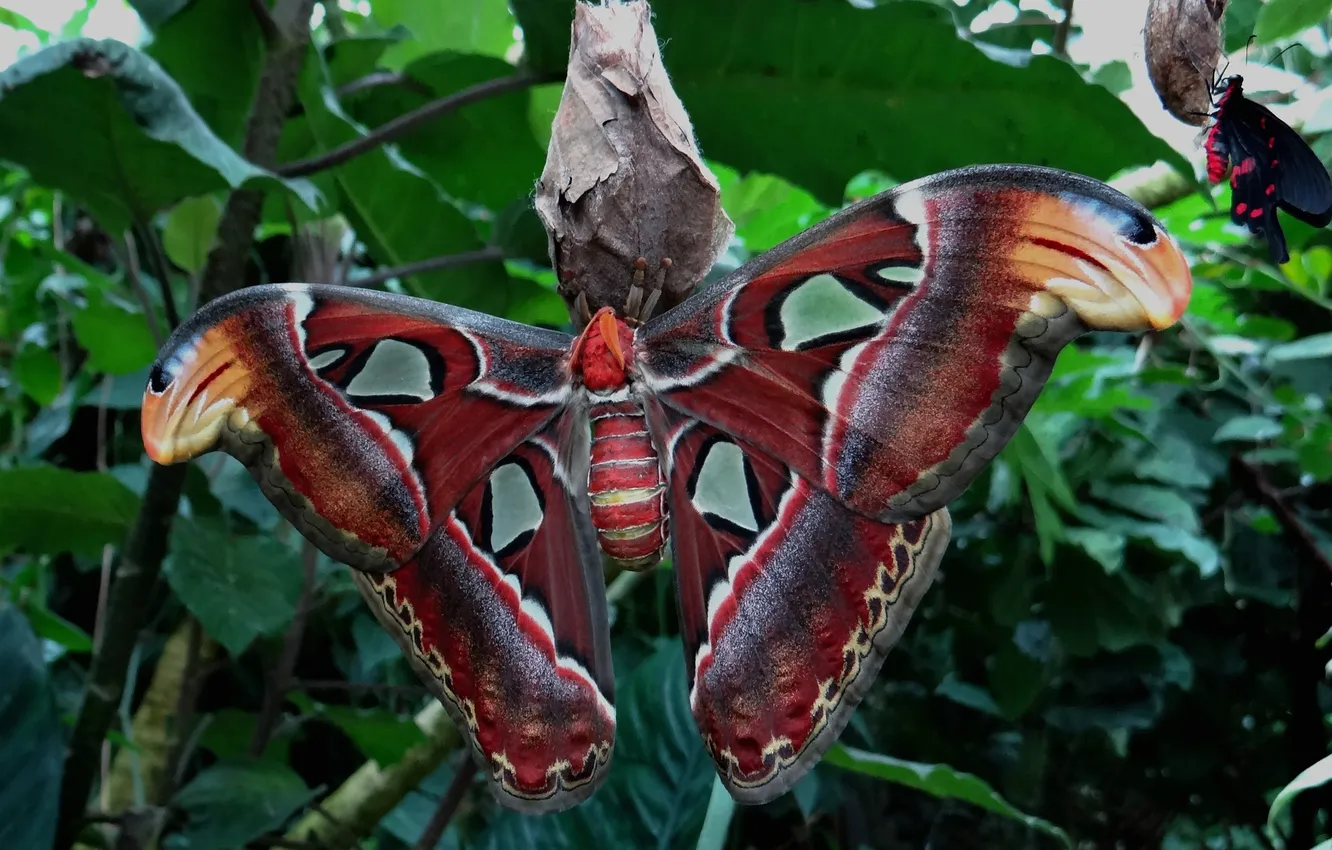 Photo wallpaper leaves, microsemi, butterfly, wings, large, insect, cocoon, beautiful