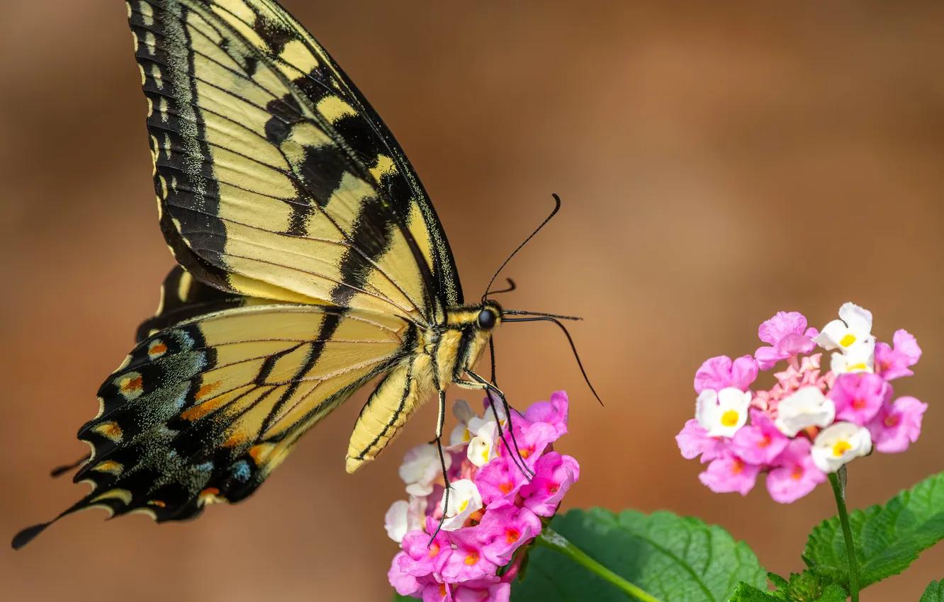 Photo wallpaper flowers, background, butterfly, wings, proboscis