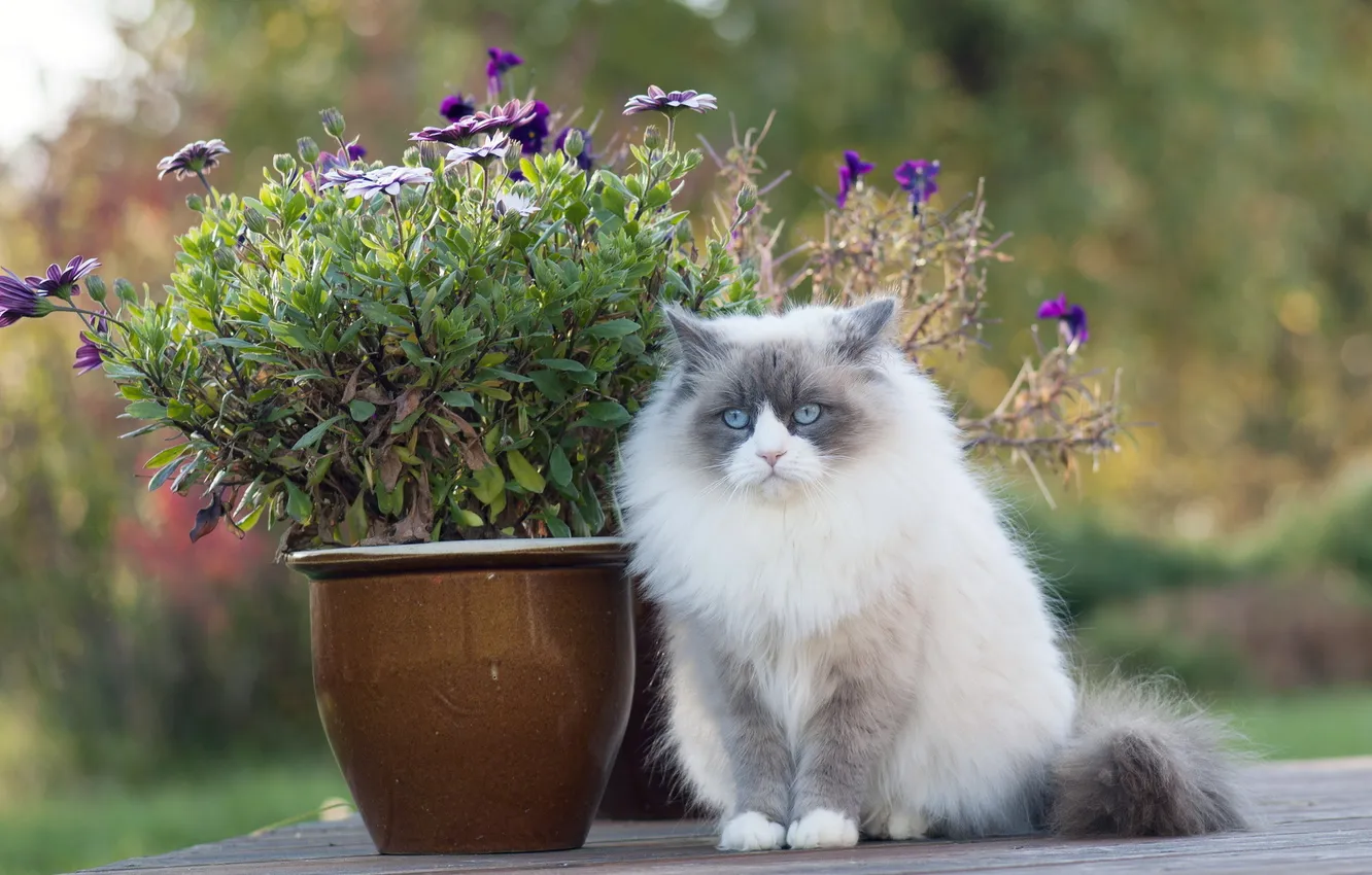 Photo wallpaper cat, look, background