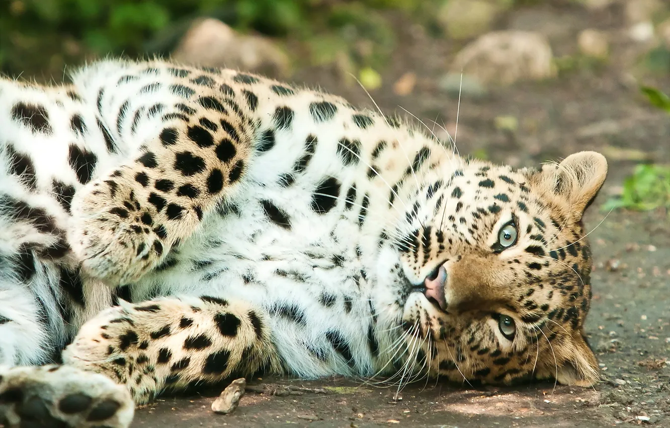 Photo wallpaper face, paws, leopard, lies, looks