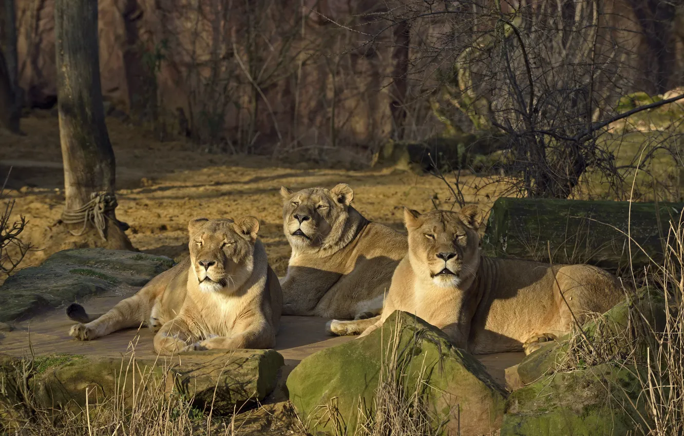 Photo wallpaper cat, the sun, stones, stay, lioness, trio