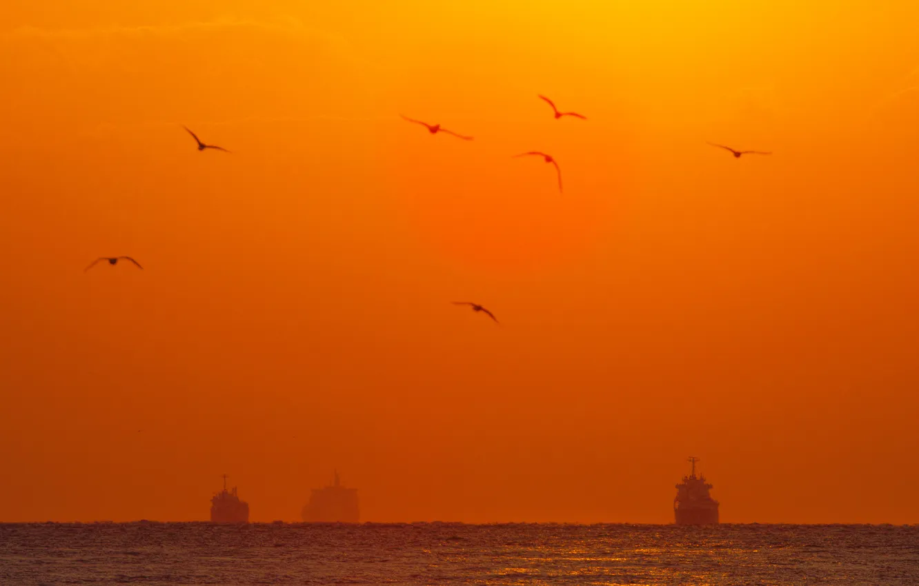 Photo wallpaper sea, the sky, birds, ship, glow