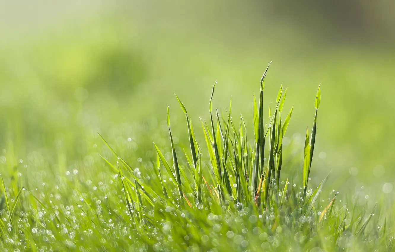 Photo wallpaper grass, leaves, drops, Rosa, glare