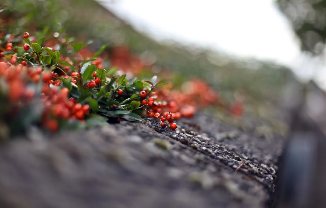 Photo wallpaper macro, berries, background