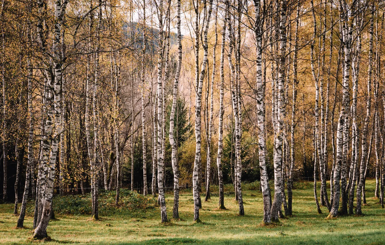 Photo wallpaper summer, nature, birch