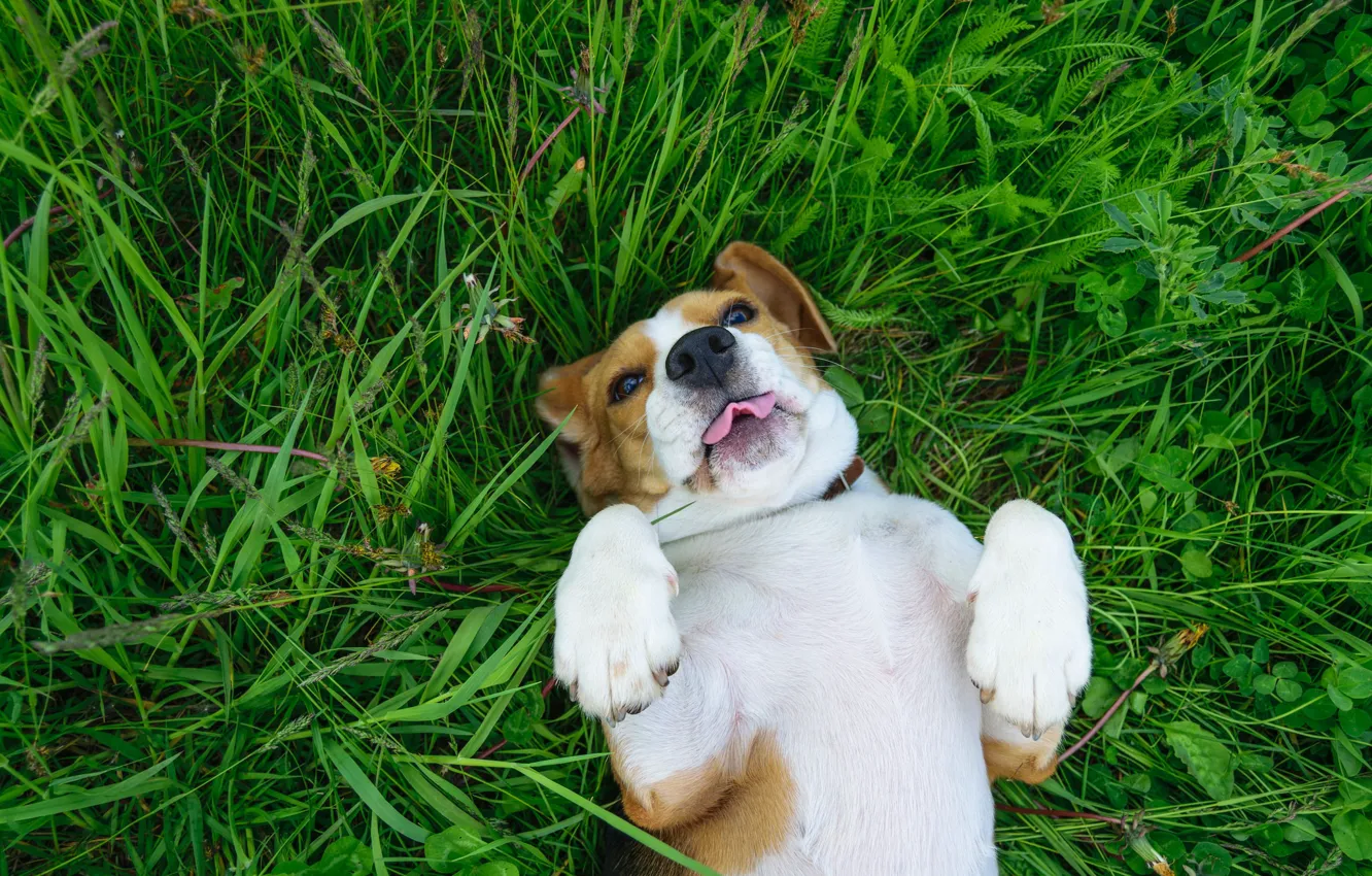 Photo wallpaper language, grass, dog, paws, Beagle