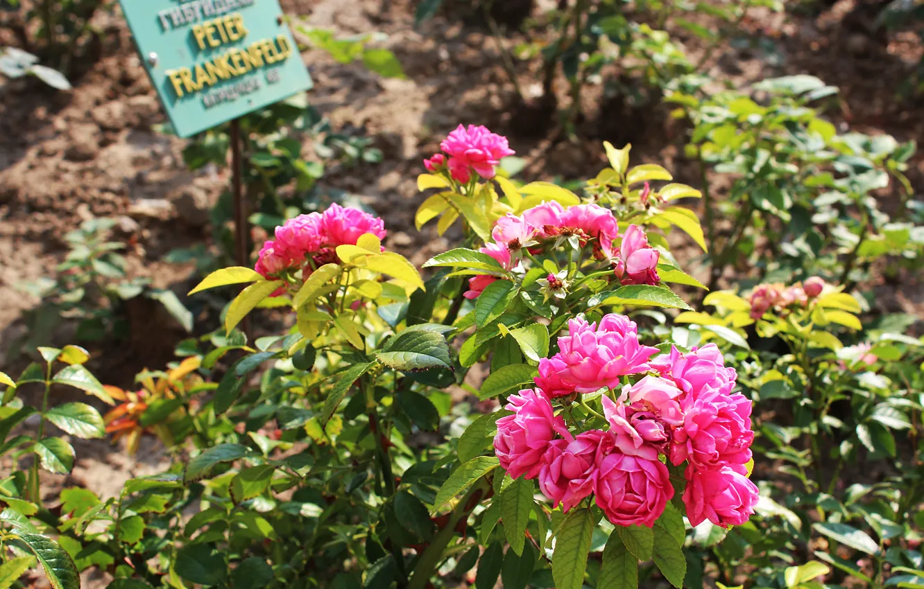 Photo wallpaper greens, flowers, nature, roses, pink