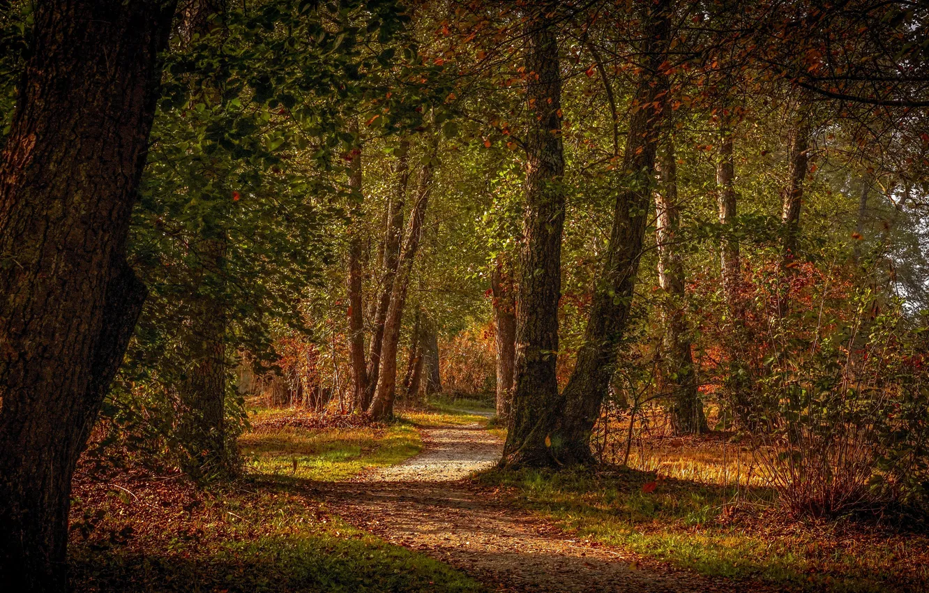 Photo wallpaper autumn, forest, trees, Park, foliage, path