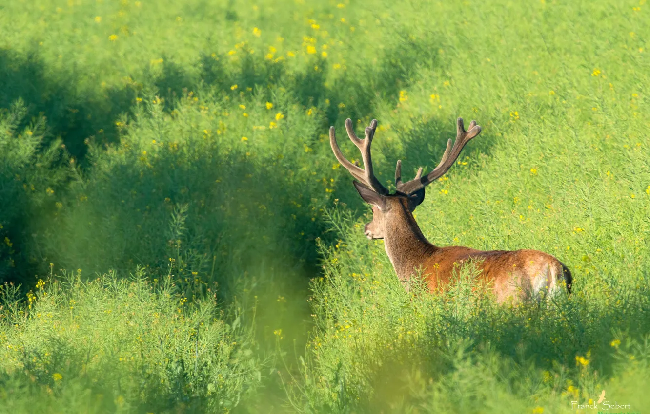 Photo wallpaper greens, summer, the sun, nature, deer, horns, the bushes, bokeh