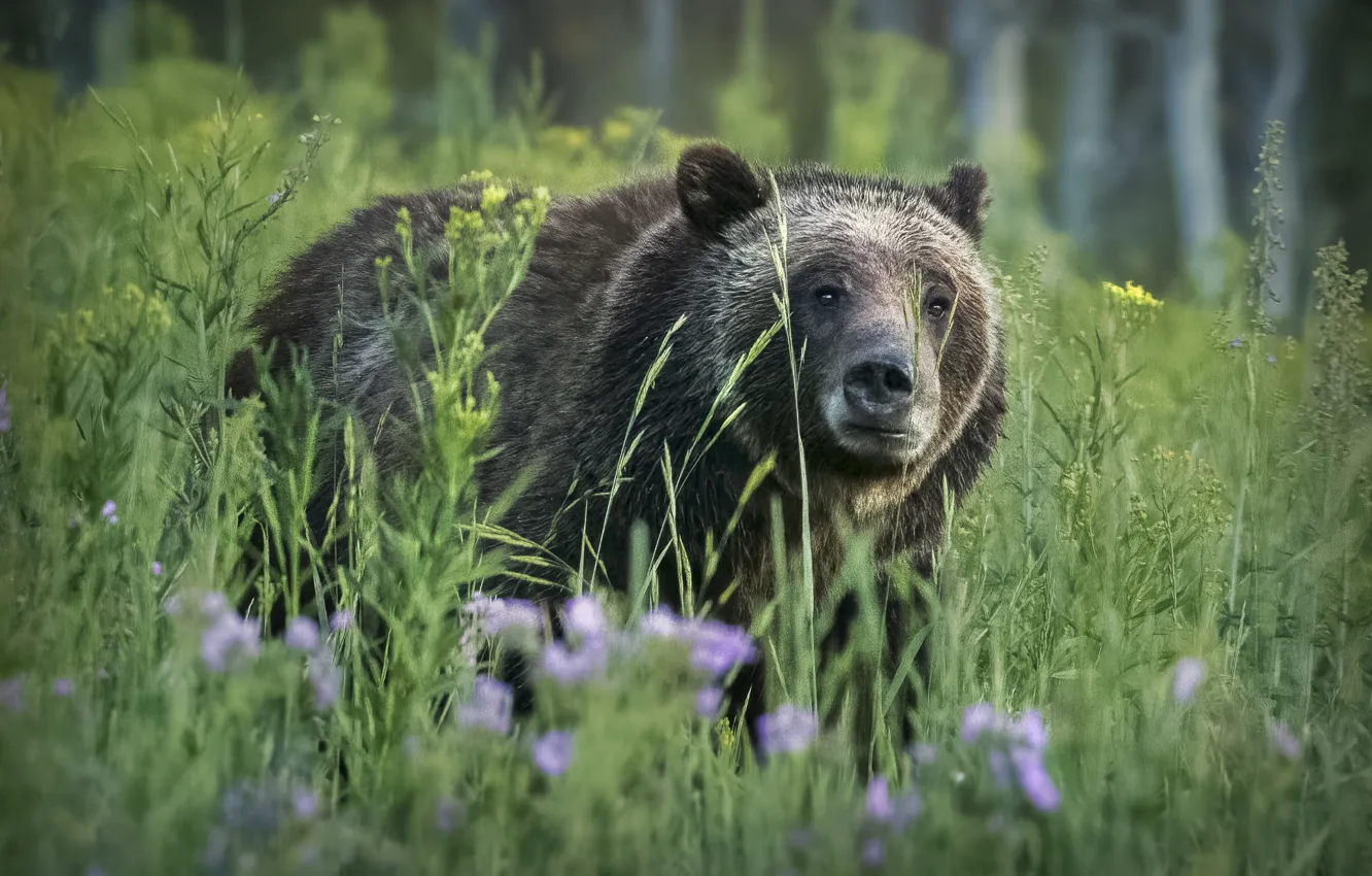 Photo wallpaper grass, face, bear, brown
