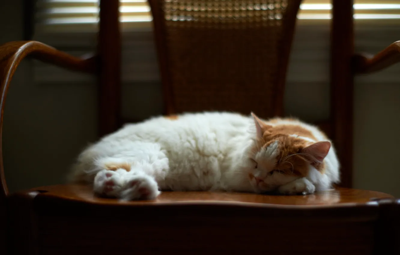 Photo wallpaper in the chair, sleep, spotted cat