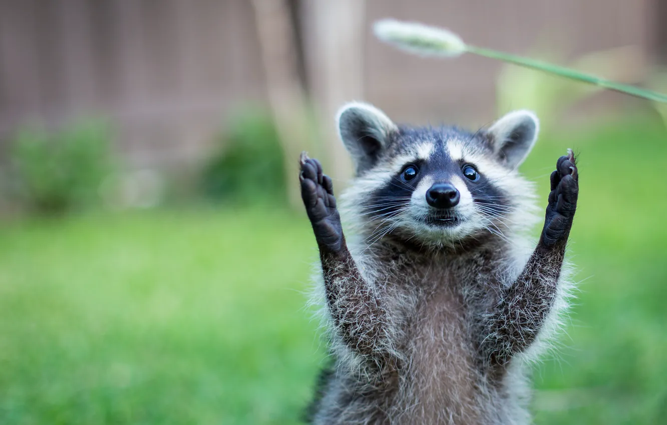 Photo wallpaper nature, animal, paws, raccoon