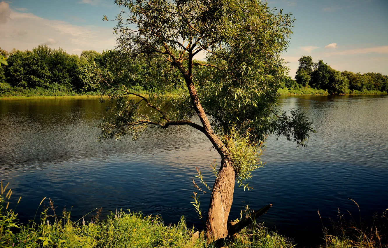 Photo wallpaper the sky, river, tree over the water