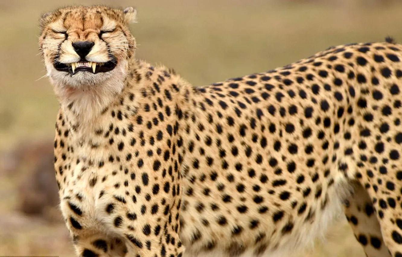 Photo wallpaper animal, fast, cheetah, big cat, smiling cheetah