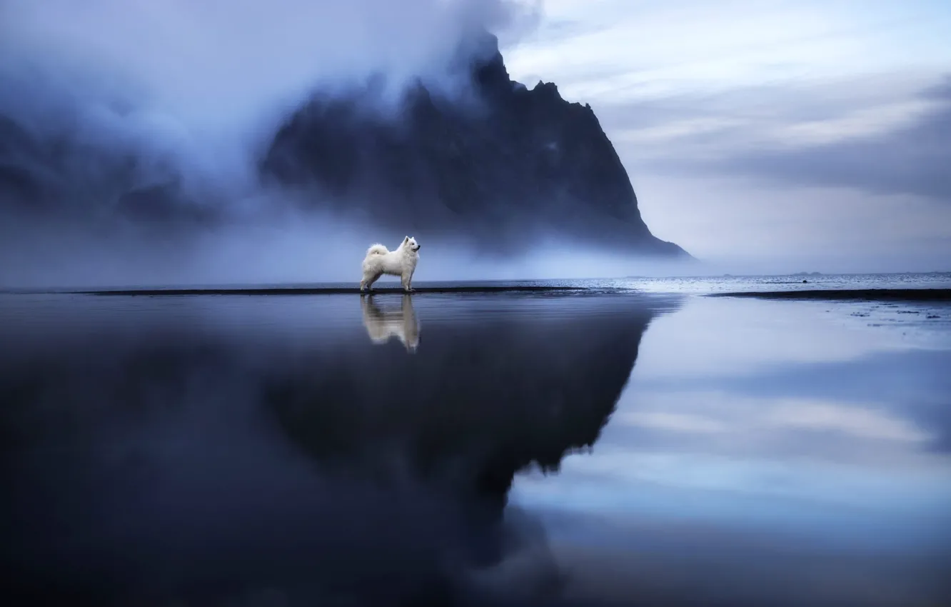 Photo wallpaper pose, dog, mountains, nature, fog, Samoyed, pond, rocks