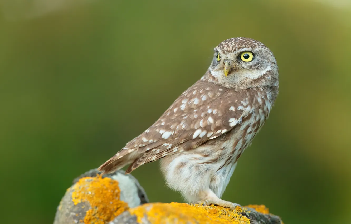 Photo wallpaper owl, bird, closeup, little owl