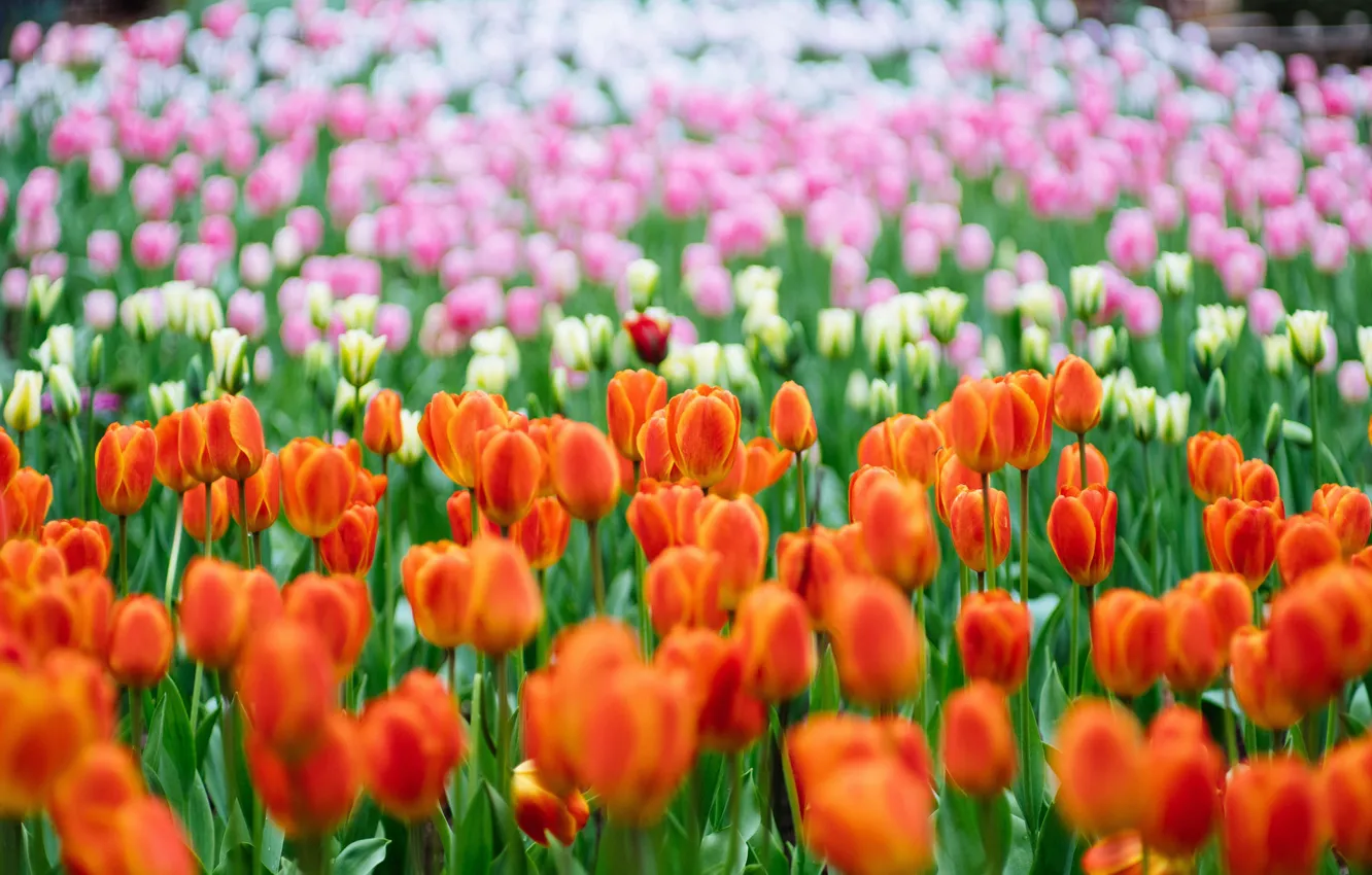 Photo wallpaper flowers, tulips, a lot