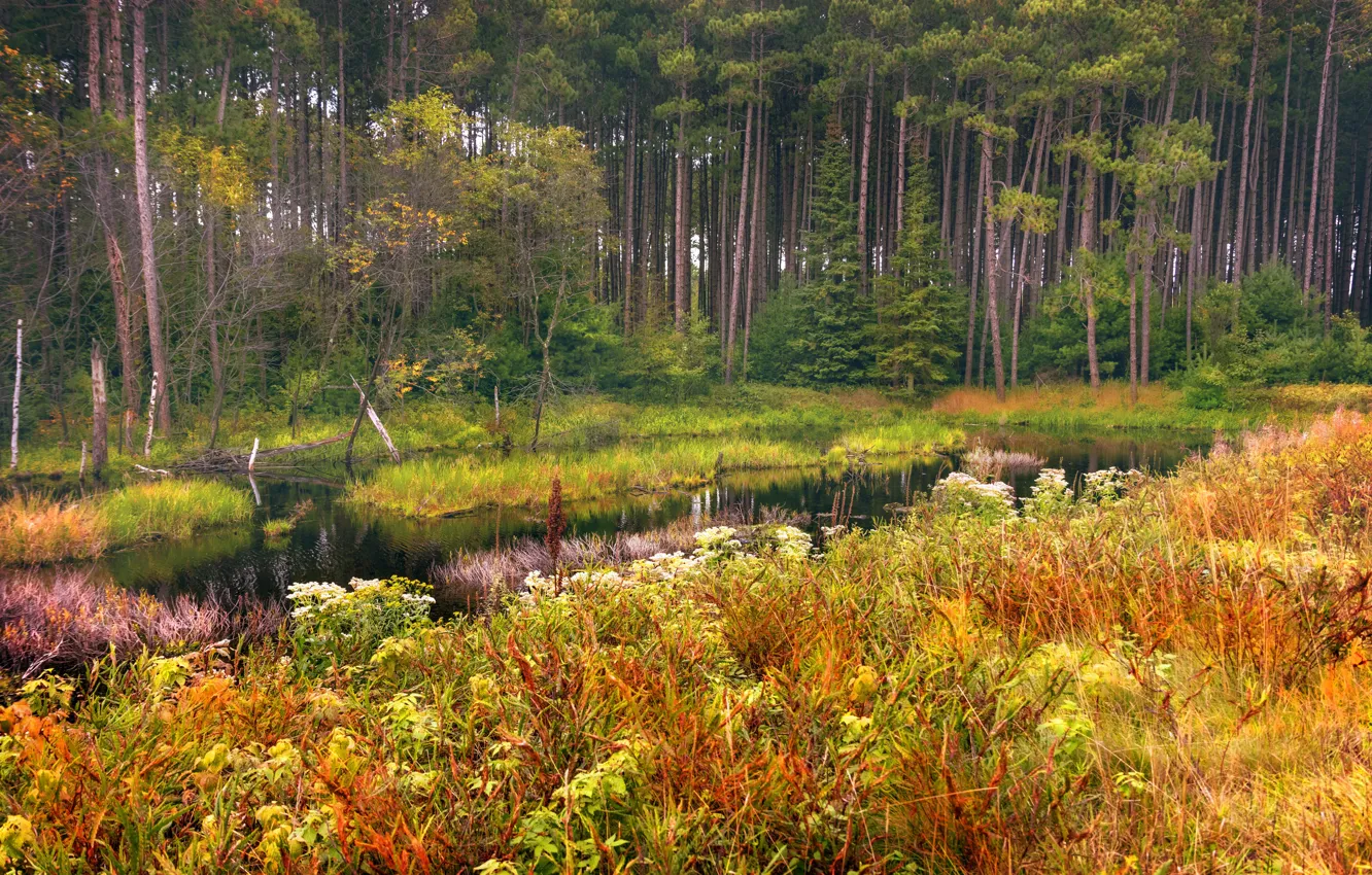 Photo wallpaper autumn, grass, trees, stream, thickets