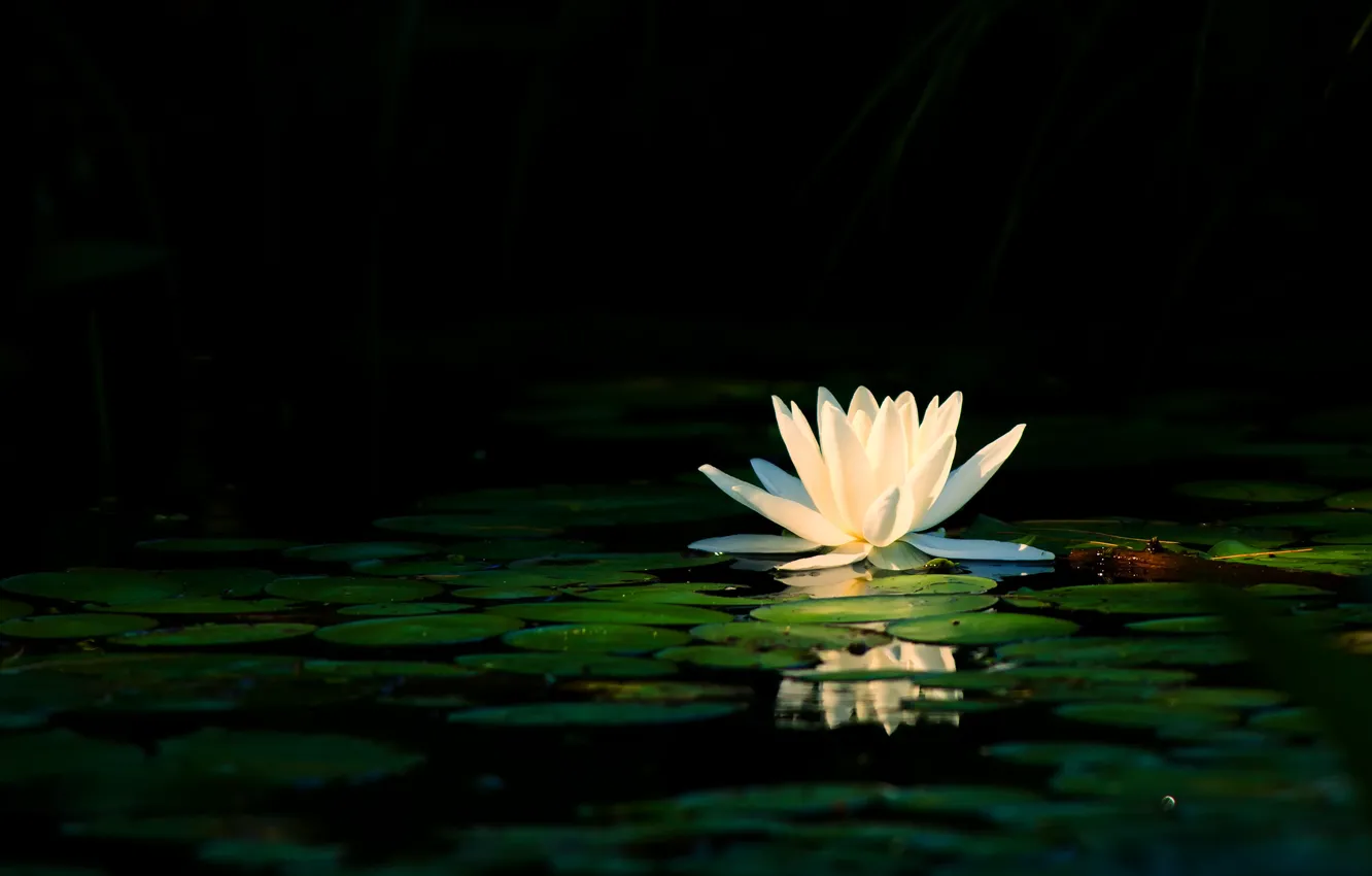 Photo wallpaper white, flower, leaves, light, lake, pond, reflection, petals