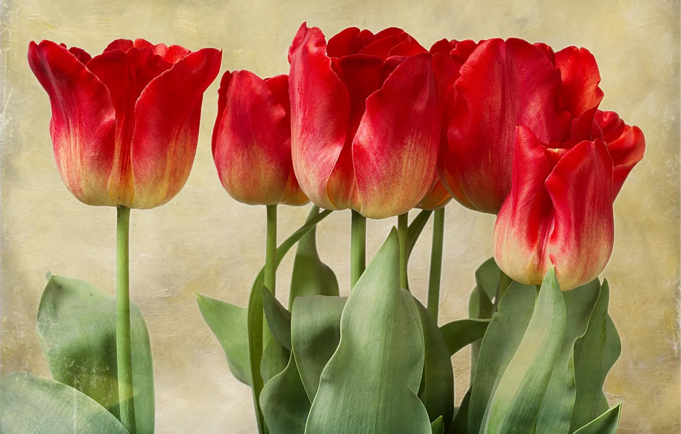 Photo wallpaper texture, tulips, buds