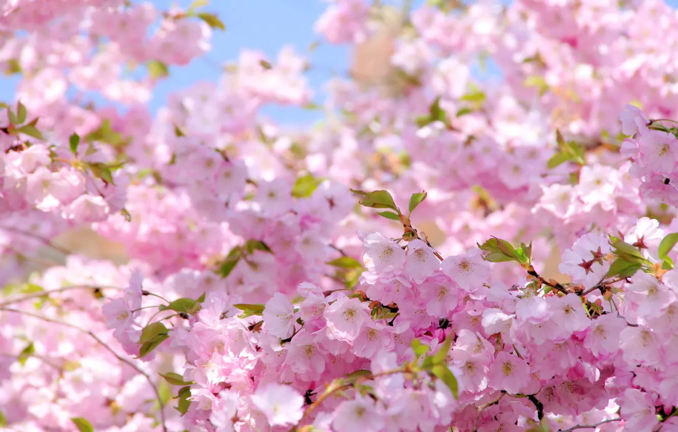 Photo wallpaper the sun, spring, Sakura, flowering