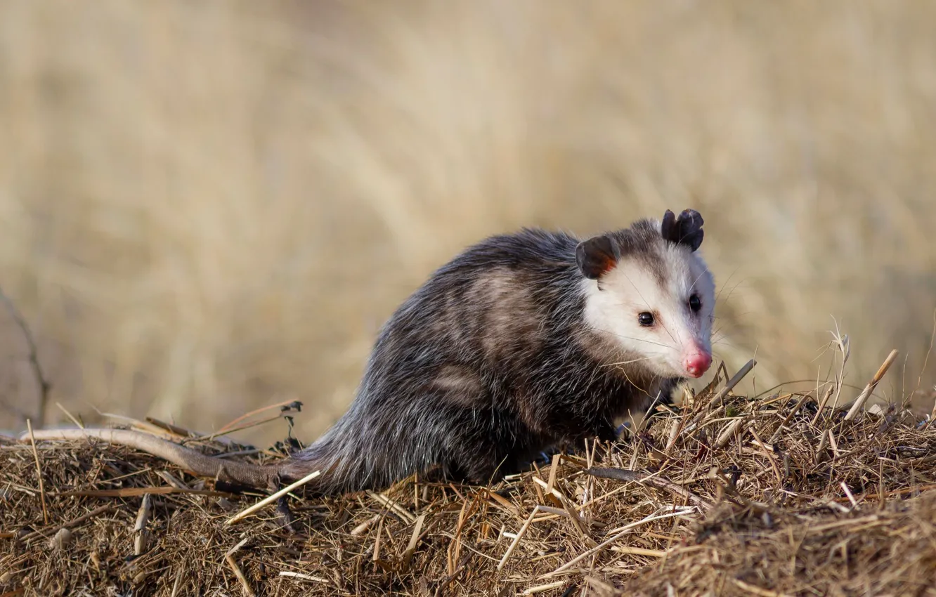 Photo wallpaper look, face, background, hay, straw, possum, animal