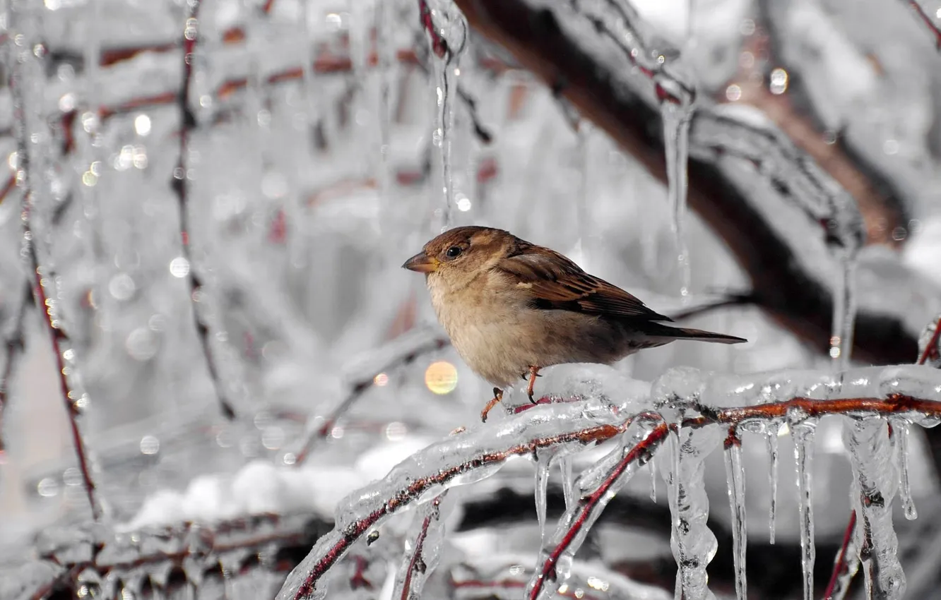 Photo wallpaper winter, branches, ice, icicles, frost, Sparrow