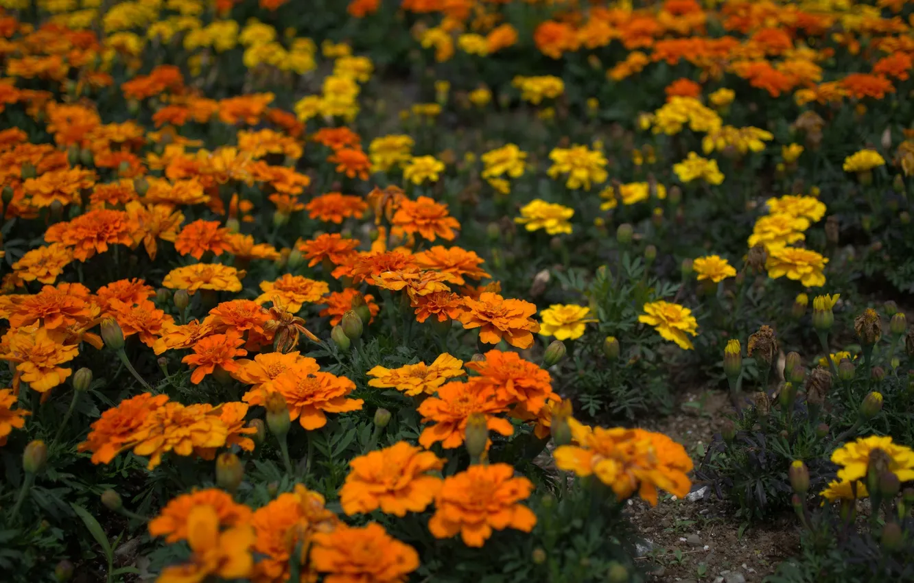 Photo wallpaper orange, yellow, flowering, marigolds, bushes