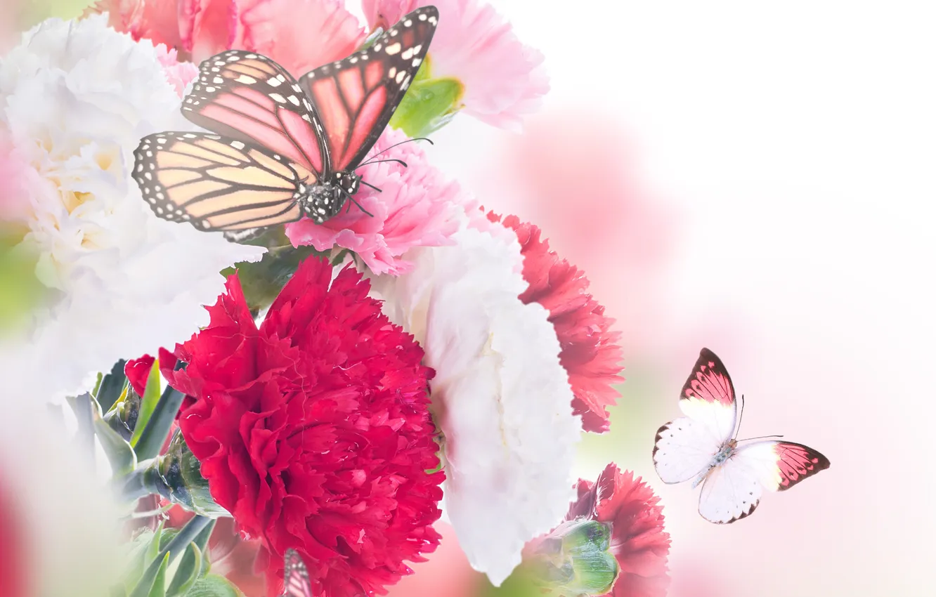 Photo wallpaper butterfly, flowers, flowering, carnation