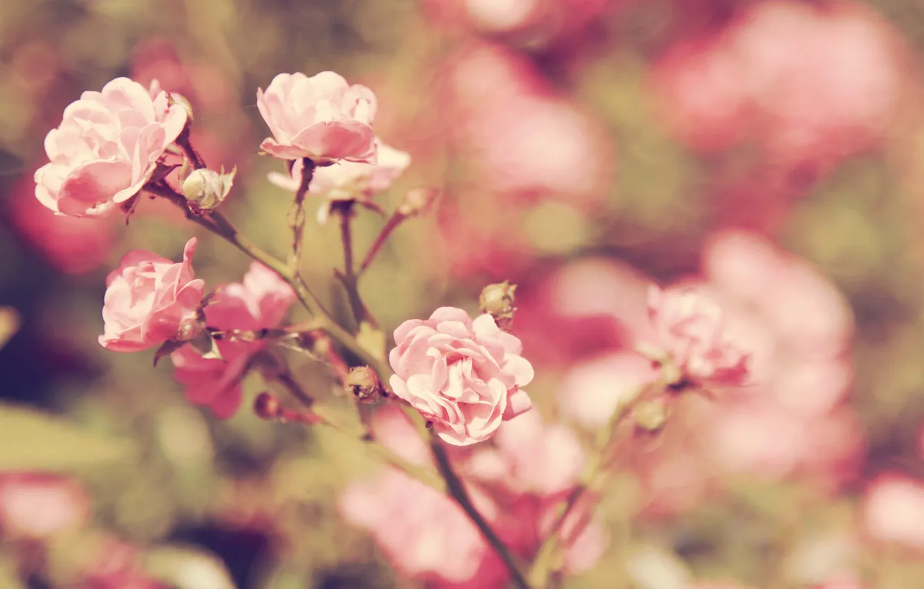 Photo wallpaper flowers, branches, roses, the bushes