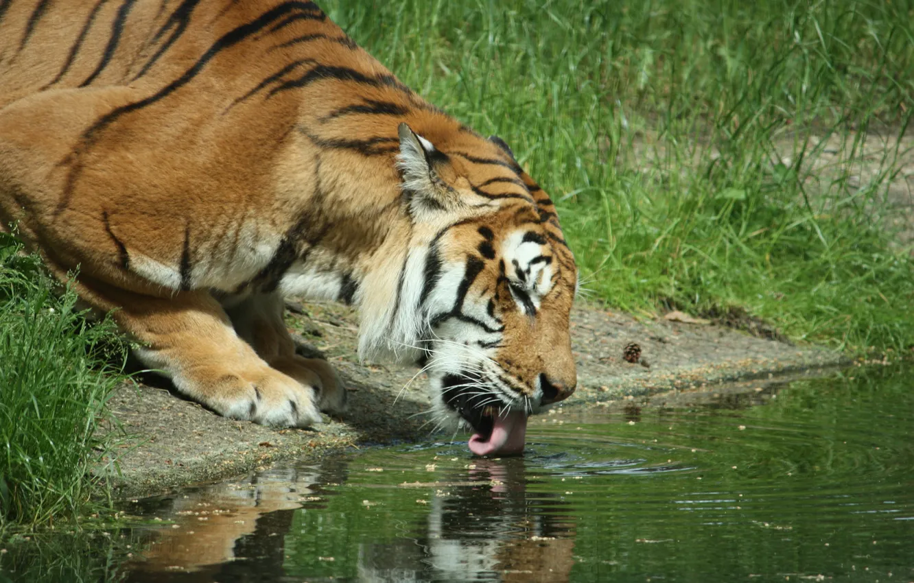Photo wallpaper language, grass, water, tiger, river, drink