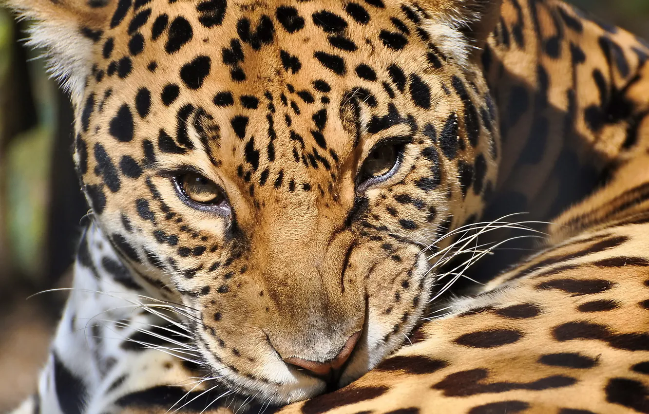 Photo wallpaper face, predator, Jaguar, panthera onca