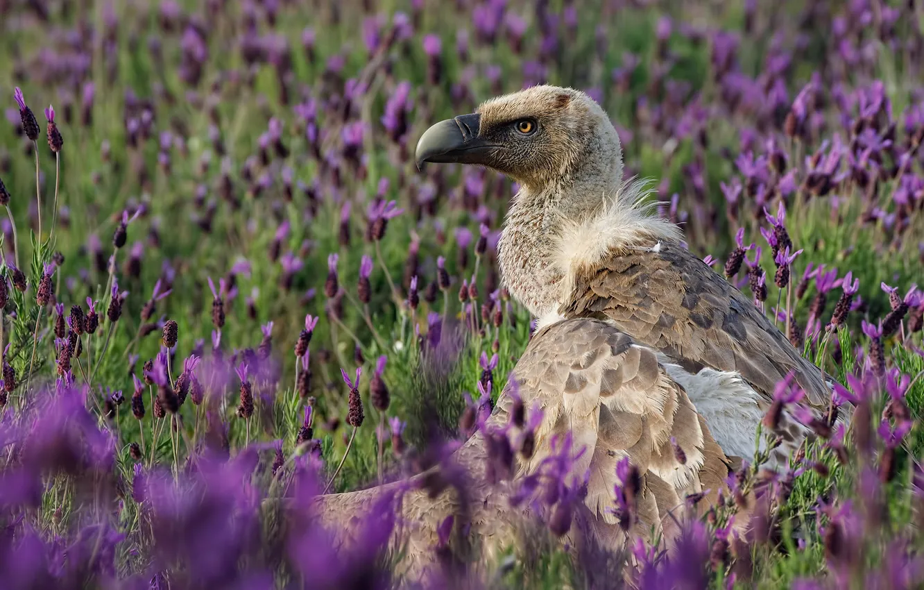 Photo wallpaper flowers, bird, vulture, Grif, Griffon vulture