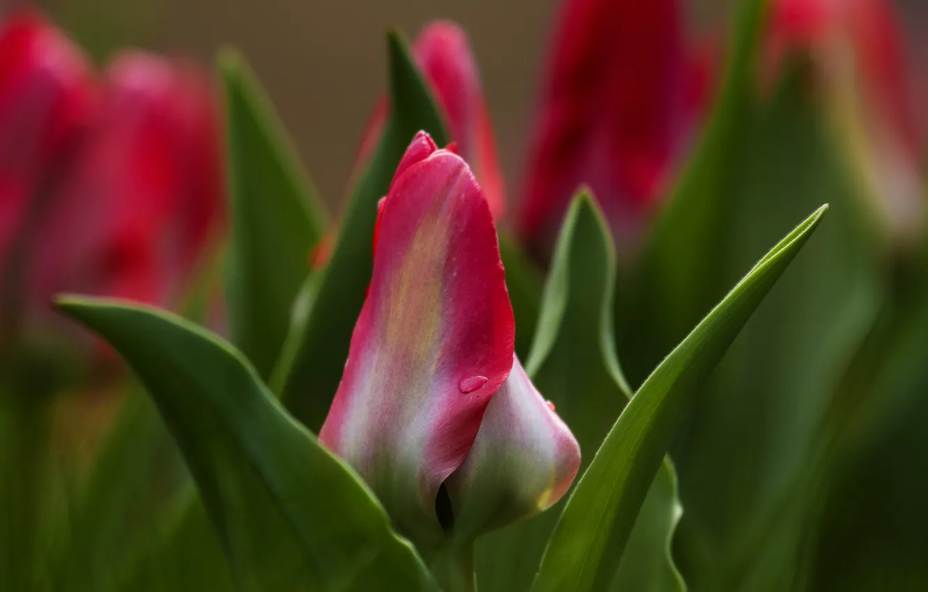 Photo wallpaper leaves, blur, tulips, buds